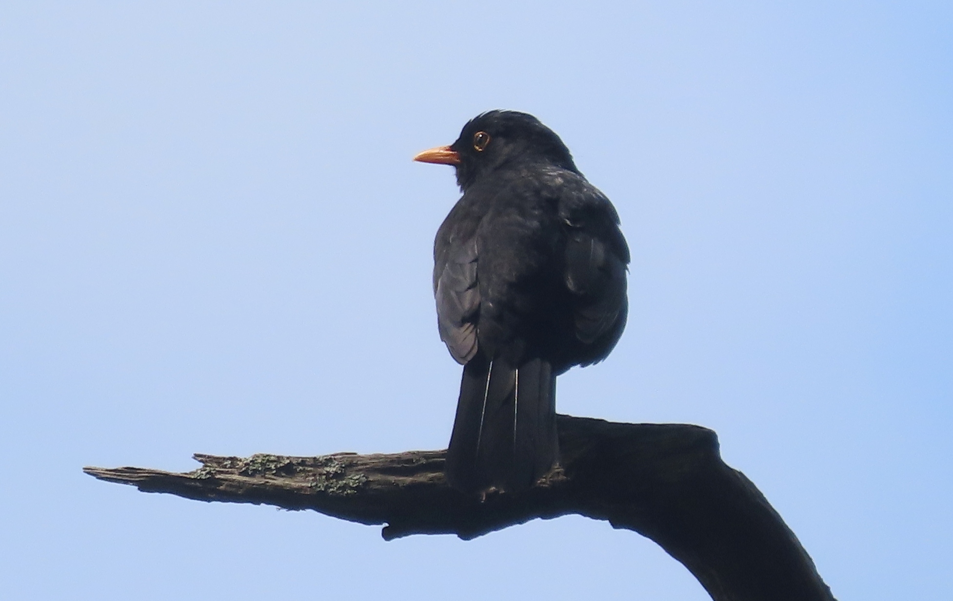 Turdus-merula